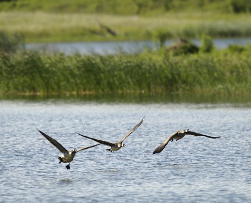 Geese flying in the quarry